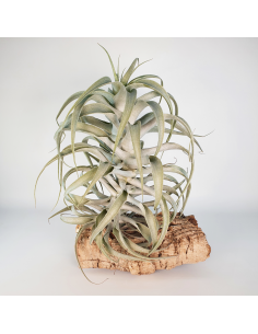 Tillandsia Cacticola Long Form Silver XL Ecoterrazas