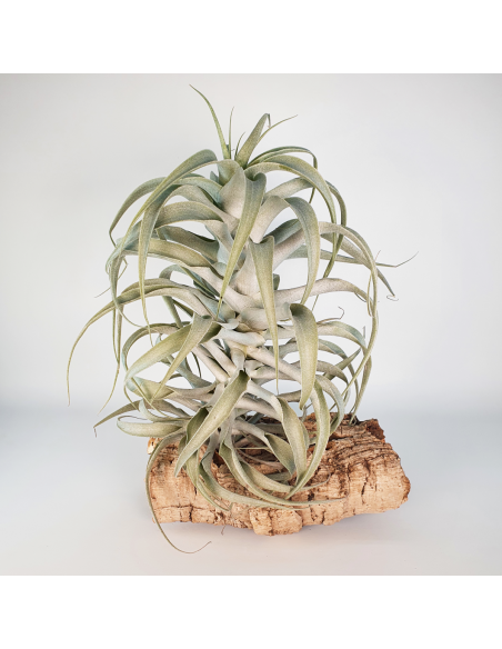 Tillandsia Cacticola Long Form Silver XL Ecoterrazas