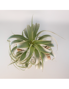 Tillandsia Cacticola Long Form Silver XL Ecoterrazas 2