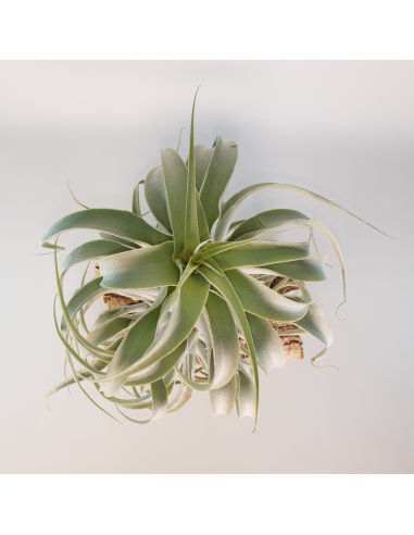 Tillandsia Cacticola Long Form Silver XL Ecoterrazas