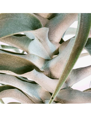 Tillandsia Cacticola Long Form Silver XL Ecoterrazas