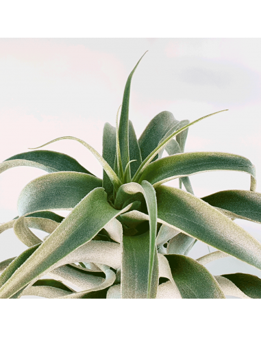 Tillandsia Cacticola Long Form Silver XL Ecoterrazas
