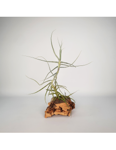 Caerulea single Tillandsia Ecoterrazas