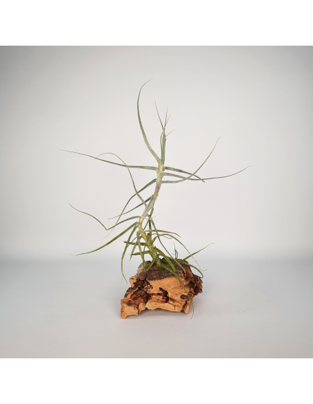 Caerulea single Tillandsia Ecoterrazas