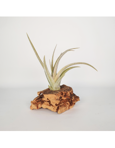 Tillandsia Candy Corn Ecoterrazas