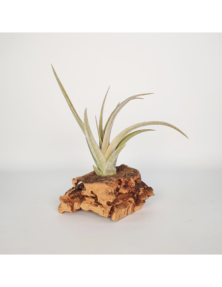 Tillandsia Candy Corn Ecoterrazas