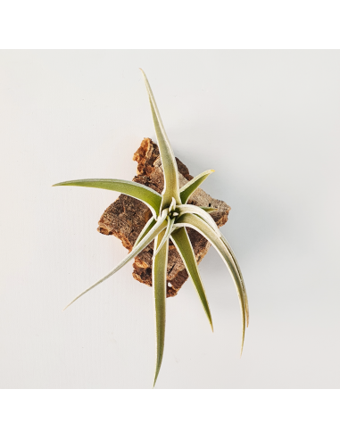 Tillandsia Candy Corn Ecoterrazas