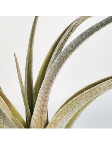 Tillandsia Candy Corn Ecoterrazas