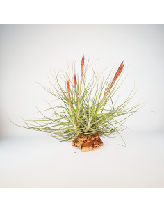 Tillandsia Schiedeana Mayor Clump Ecoterrazas