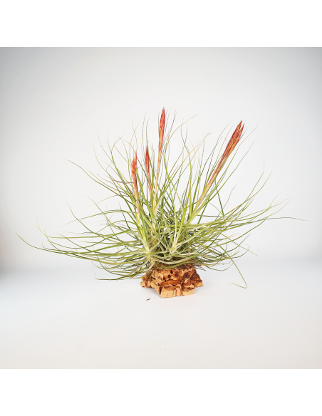 Tillandsia Schiedeana Mayor Clump Ecoterrazas