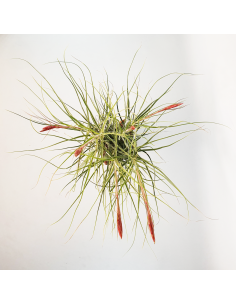 Tillandsia Schiedeana Mayor Clump Ecoterrazas 2