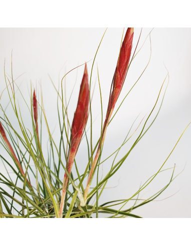Tillandsia Schiedeana Mayor Clump Ecoterrazas