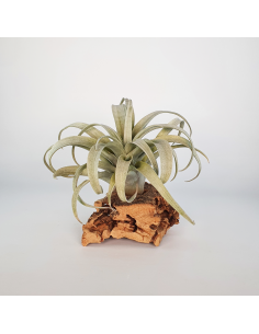 Tillandsia Capitata Yellow Star Ecoterrazas