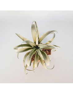 Tillandsia Capitata Yellow Star Ecoterrazas 2