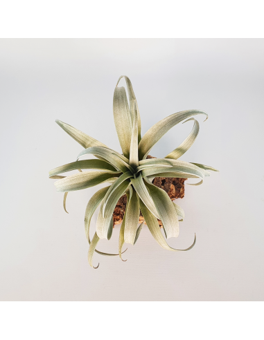 Tillandsia Capitata Yellow Star Ecoterrazas