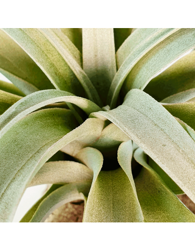 Tillandsia Capitata Yellow Star Ecoterrazas