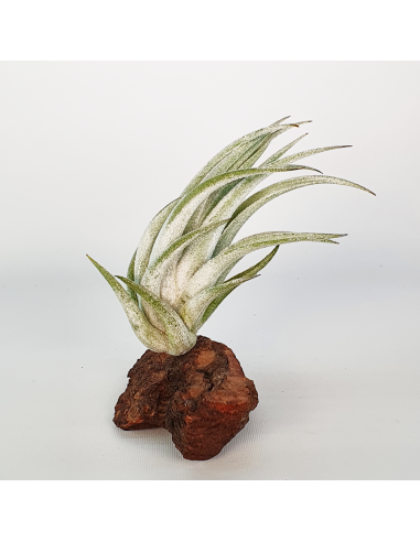 Tillandsia Mitlaensis Ecoterrazas