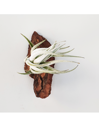 Tillandsia Mitlaensis Ecoterrazas