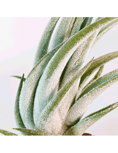 Tillandsia Mitlaensis Ecoterrazas