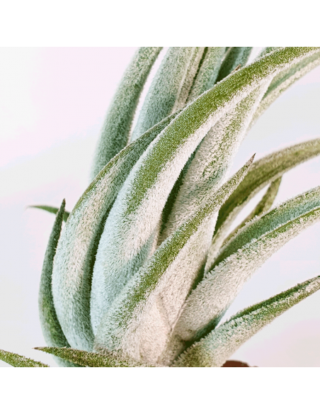 Tillandsia Mitlaensis Ecoterrazas Tillandsia Mitlaensis Ecoterrazas