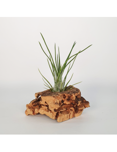 Tillandsia Paraensis Ecoterrazas