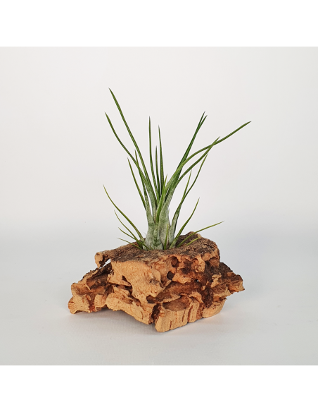 Tillandsia Paraensis Ecoterrazas