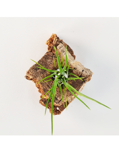 Tillandsia Paraensis Ecoterrazas 2