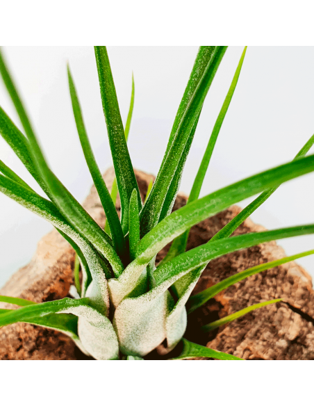 Tillandsia Paraensis Ecoterrazas