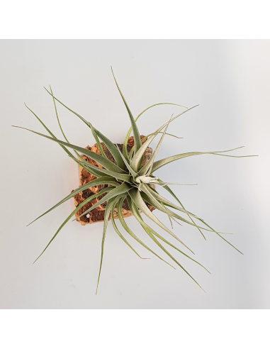 Tillandsia Queroensis Ecoterrazas