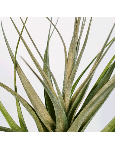 Tillandsia Queroensis Ecoterrazas