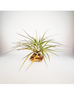 Tillandsia Rhomboidea Ecoterrazas