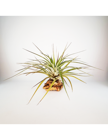 Tillandsia Rhomboidea Ecoterrazas