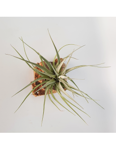 Tillandsia Rhomboidea Ecoterrazas 2