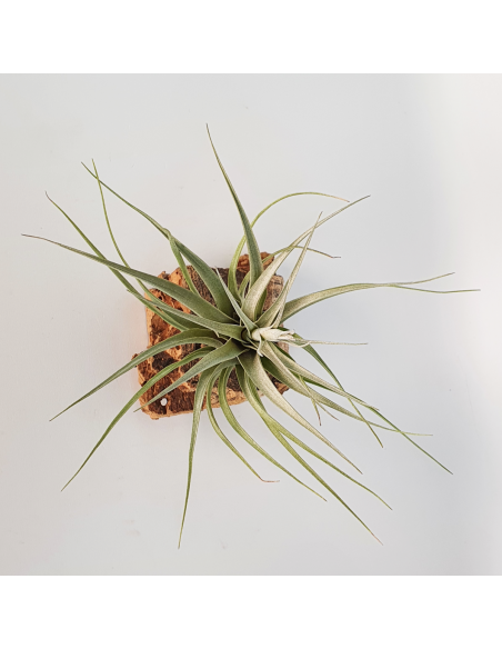 Tillandsia Rhomboidea Ecoterrazas