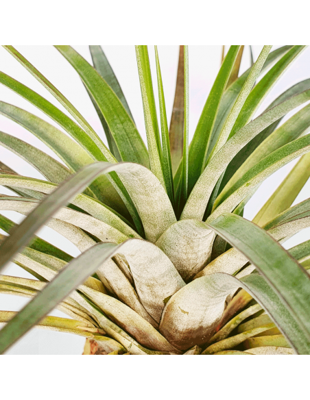 Tillandsia Rhomboidea Ecoterrazas