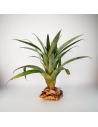 Tillandsia Romeroi Gruberi Ecoterrazas
