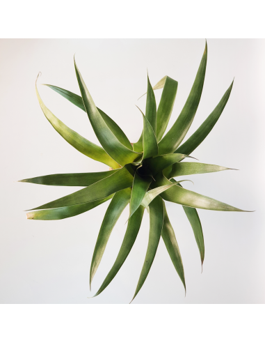 Tillandsia Romeroi Gruberi Ecoterrazas