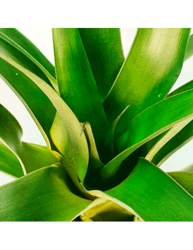 Tillandsia Romeroi Gruberi Ecoterrazas