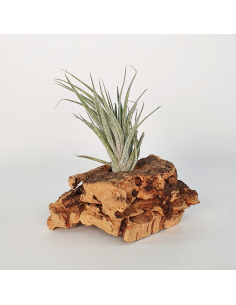 Tillandsia Sucrei Ecoterrazas