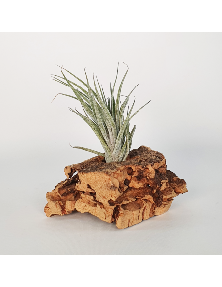 Tillandsia Sucrei Ecoterrazas