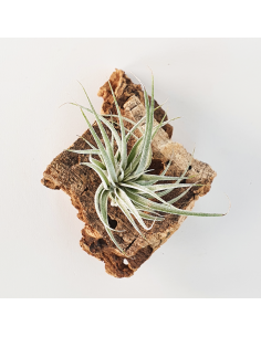 Tillandsia Sucrei Ecoterrazas 2