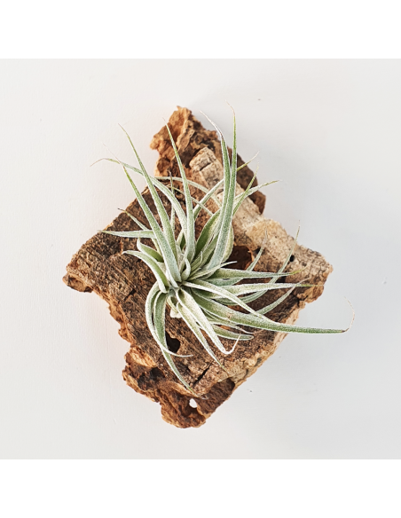 Tillandsia Sucrei Ecoterrazas