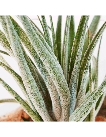 Tillandsia Sucrei Ecoterrazas