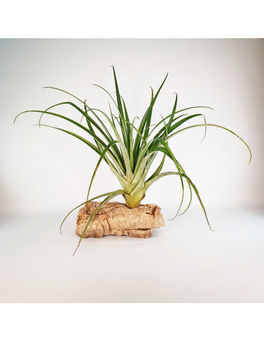 Tillandsia Valenzuelana Ecoterrazas