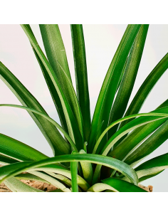 Tillandsia Valenzuelana Ecoterrazas 2