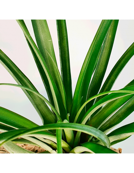 Tillandsia Valenzuelana Ecoterrazas