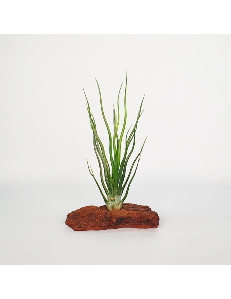 Tillandisa Bulbosa Hybrid Ecoterrazas