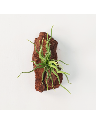 Tillandisa Bulbosa Hybrid Ecoterrazas