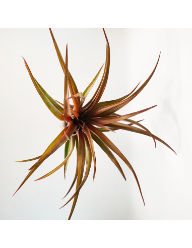 Tillandsia Capitata Red Star Ecoterrazas