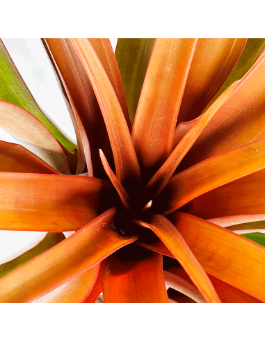 Tillandsia Capitata Red Star Ecoterrazas